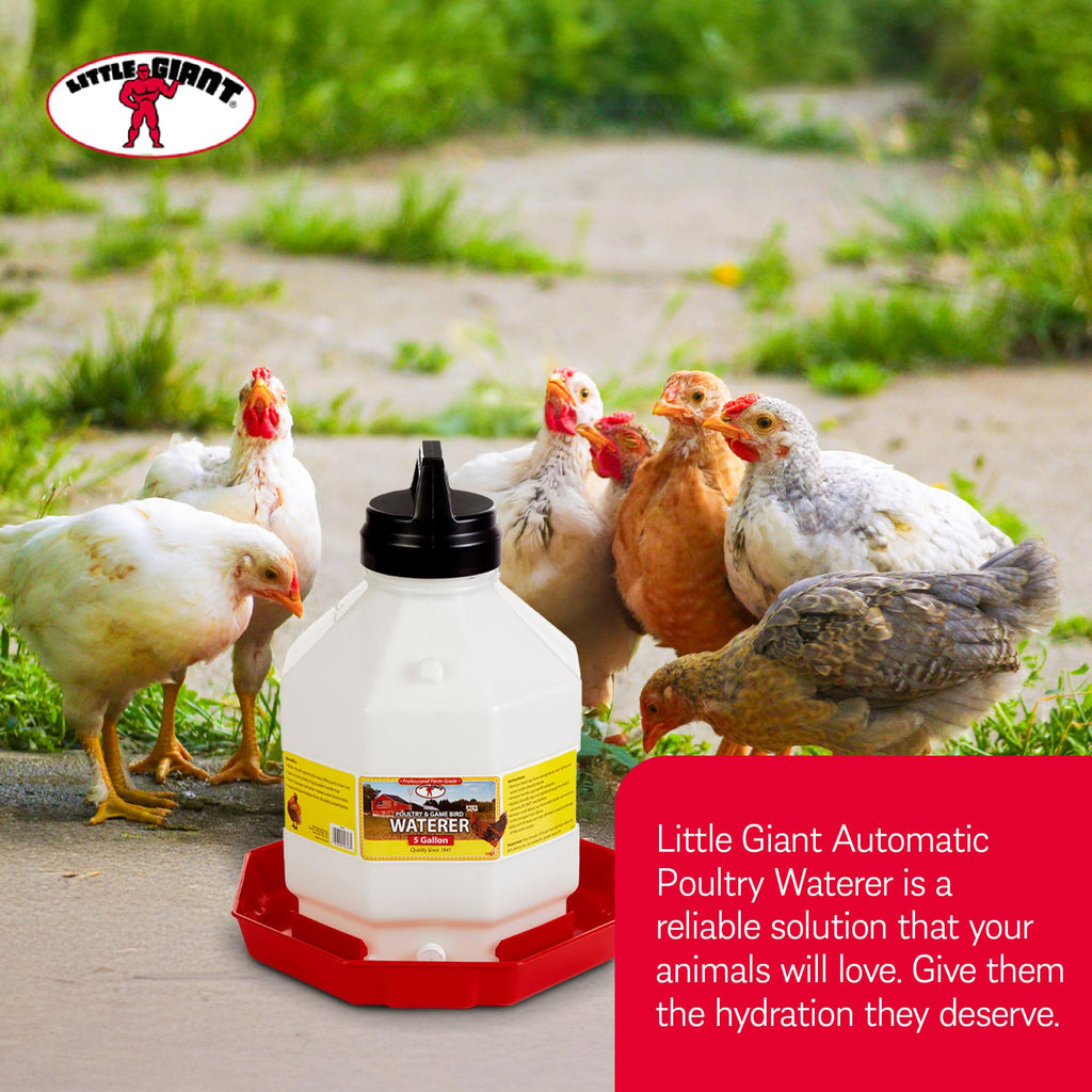 5 Gallon Hanging Automatic Poultry Waterer Dispenser, 2-Pack Q22067