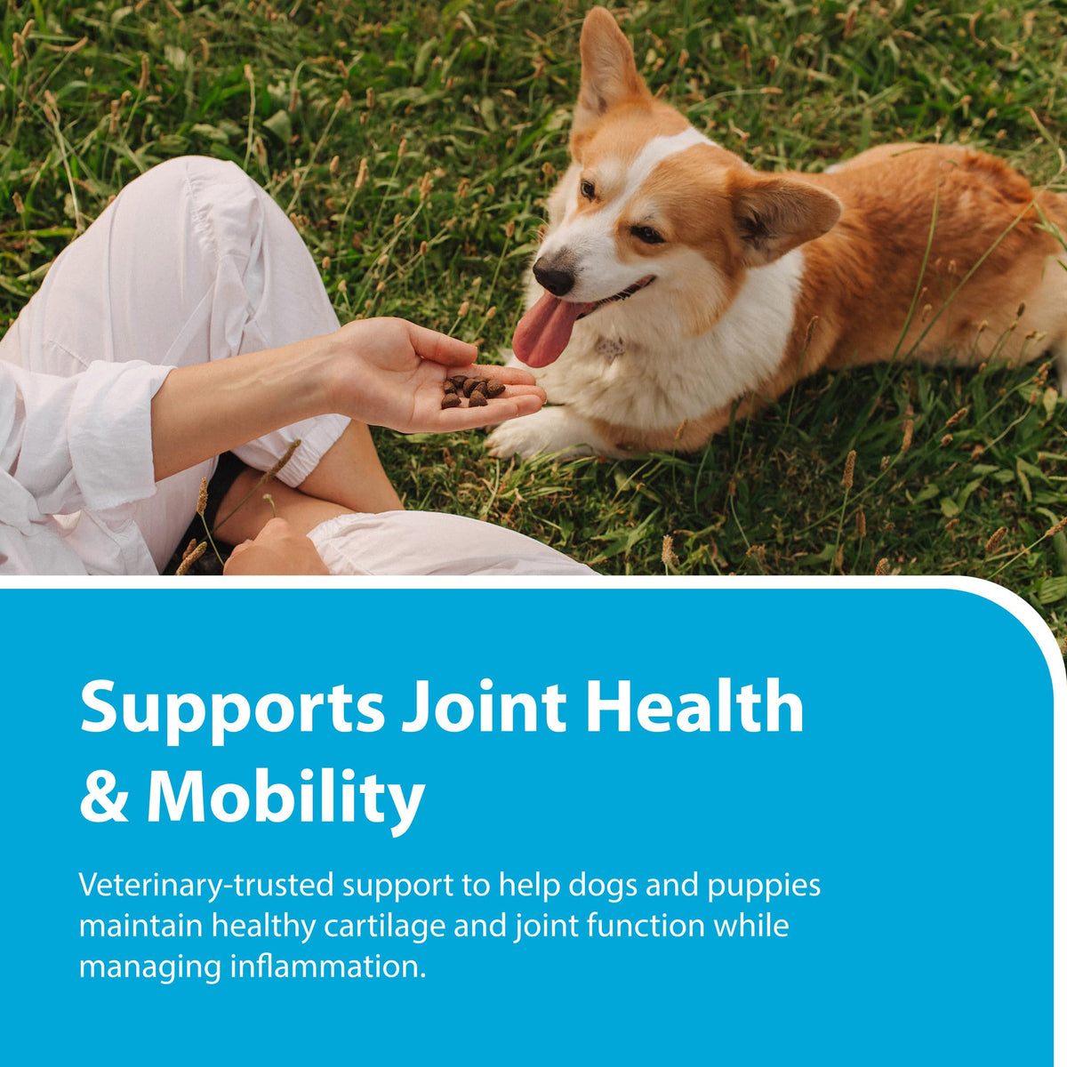 Canine Joint Soft Chews 90 Count I802